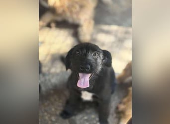 Pepper, neugierig auf das Leben