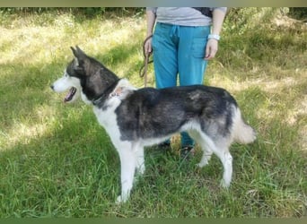 Akira, Husky