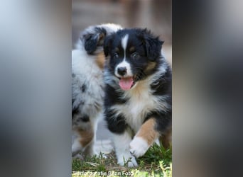 Wunderbare Aussiewelpen in tollen Farben, teilw. mit blauen Augen