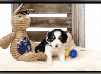 Zuckersüße kleine  Australian Shepherd Babys