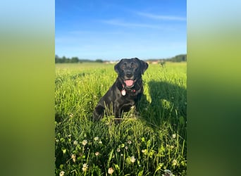Laika - neugierig,verspielt&verschmust