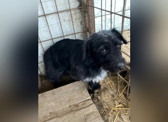 Kiki-LM, ein kleiner Schatz sucht Geborgenheit