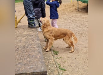 Roxi, verschmuste, kinderliebe Golden Retriever Hündin geb. 2018