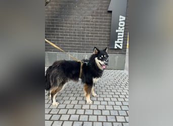 Bezaubernder Tierschutzhund Artek❤️sucht Pflege- oder Endstelle in liebevollem Zuhause
