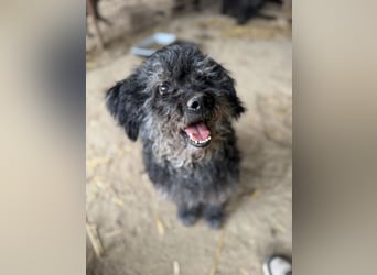 Bogáncs LM – Traumhund auf vier Pfoten sucht Herzensmenschen