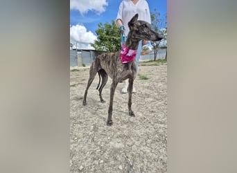 Guapina, möchte endlich ein Zuhause