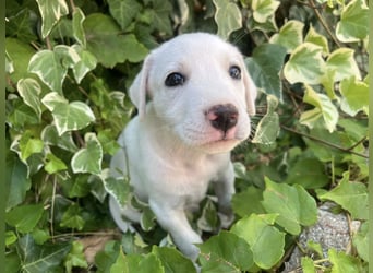 Rocky – und jetzt in die Familienhundeschule starten…….