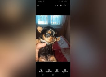 Yorkshire terrier kleinbleibend