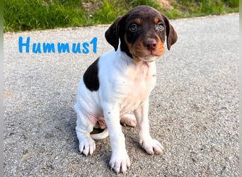 Hummus1 12/2024 (ESP) - zuckersüßer, kleiner Bodeguero-Pinscher-Mix Welpe!