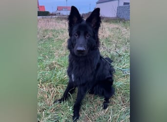 Bodhi - Neues Jahr, neues Glück? (67489 Kirrweiler)