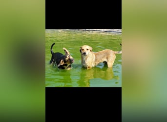 Fredi der perfekte Familienhund
