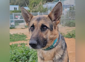Lady Rose (Spanien) - liebenswürdige Schäferhund-Mix-Hündin
