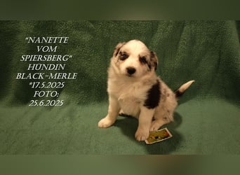 Border Collie-Welpen , black-,choco-,red-white und red-,black-merle