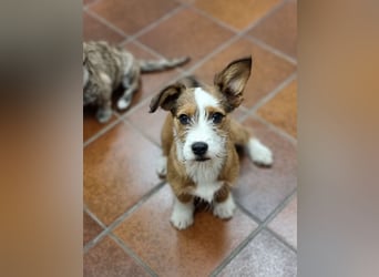 Luigi, kleiner Racker