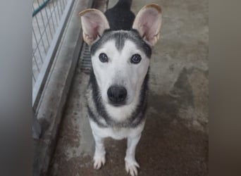 Akula - freundlicher, verspielter und lieber Siberian Husky-Mix Rüde / z.Zt. noch in Rumänien