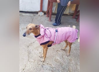 Joshua - sanfter Goldjunge, Windhundefans gesucht!