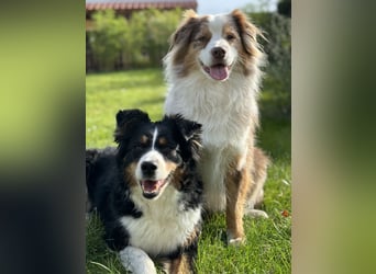 Liebenswerter Familienhund Maex sucht neues Zuhause