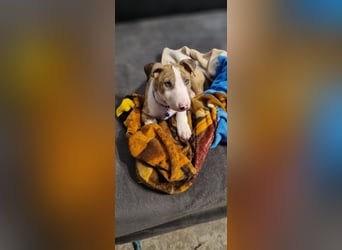 Miniature Bullterrier-Australian shepherd mix