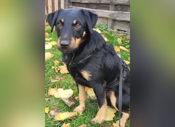 Günni - ein besonderer Hund sucht seine Menschen