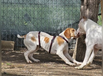 DUNA ❤️ liebevolle Pointer Mix Dame, Pflegefamilie Immenhausen