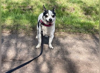 Charly, Chihuahua-Mix, geb. 2015, sucht ruhiges Zuhause