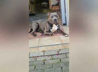 American Bully Standard Blue Line