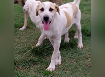 Fred - griech. Schäferhund-Mischling