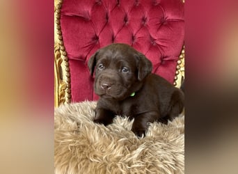 Zuckersüße Schoko Labradorwelpen