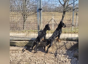 Leila, ein bezauberndes zartes Hundekind !