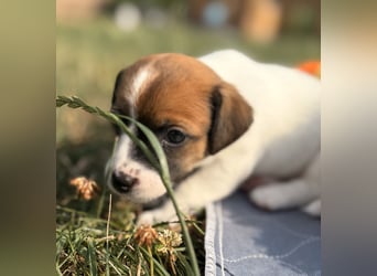 Jack Russel Terrier Welpen mit Stammbaum