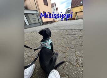 Misissippi geb. 03/2025 (in Deutschland) - kleiner Labrador-Mix Welpe!