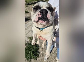 Sultan, unser Knutschgesicht