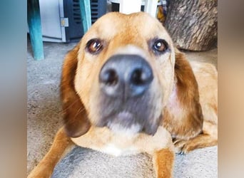 ❤️ wundervoller Familienhund ZUCO - 7 Jahre, 50cm - Mischling