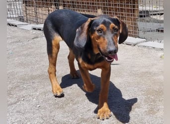 Levi ❤️ Bracke-Mix, verspielt+ aufgeschlossen