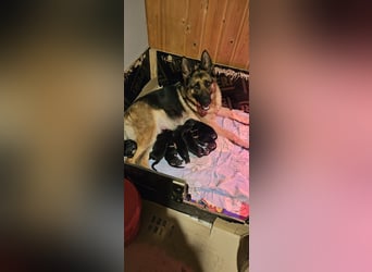Schäferhund Welpen