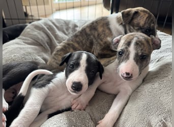 Whippet-Welpen – B-Wurf (VDH/WCD) – Liebevoll & Familiär aufgezogen