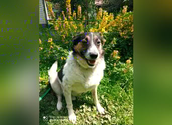 Mischka ist ein freundlicher Begleiter mit Zuckerschockgarantie