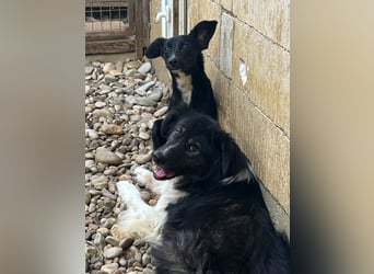 Kuckuck, zauberhafte FIONA sucht liebevolle Familie