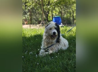 Rika - weiblich kastriert - geboren 2019