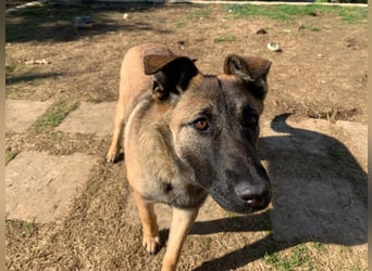 Nala - in 50127 Bergheim auf Pflegestelle