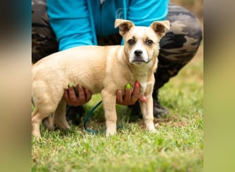 Luan