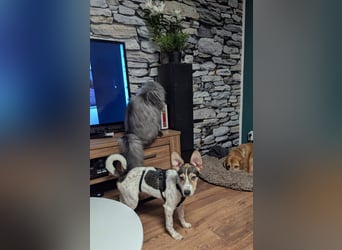 Süße Zaubermaus Sunny sucht ihr Zuhause