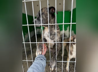 Leoa sucht Pflege- oder Endstelle