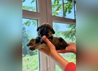 Wurf Cane Corso/Flat & Broholmer