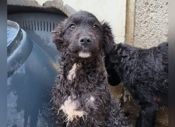 Flynn ❤️ offener, verspielter Welpenjunge