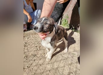 Sarabi, sucht ihre Familie