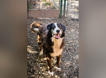 Ajani– Sieger der Herzen Ajani– Sieger der Herzen