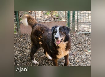 Ajani– Sieger der Herzen Ajani– Sieger der Herzen