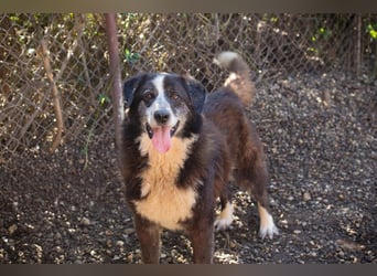 Ajani– Sieger der Herzen Ajani– Sieger der Herzen