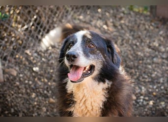 Ajani– Sieger der Herzen Ajani– Sieger der Herzen